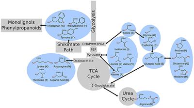 Metabolic Patterns in Spirodela polyrhiza Revealed by 15N Stable Isotope Labeling of Amino Acids in Photoautotrophic, Heterotrophic, and Mixotrophic Growth Conditions